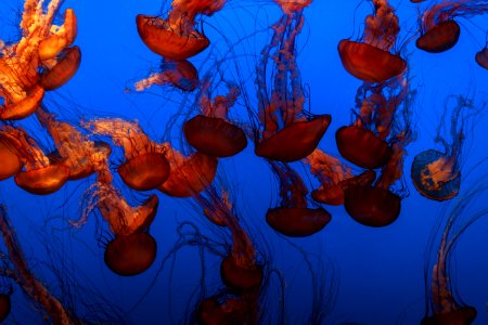 photography of brown jellyfish
