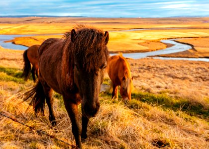 brown horses standing on green and brown grasses during daytime photo