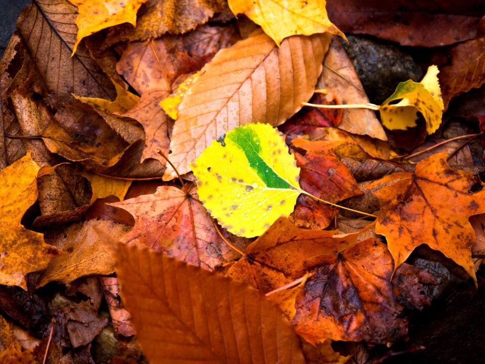 Huletts Land, Ing, United states