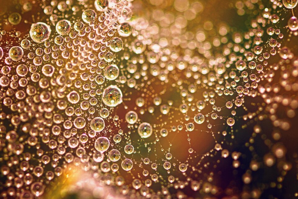 Spider web spider colors