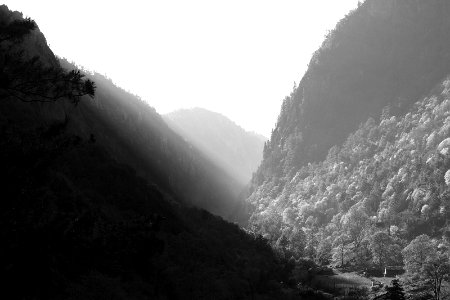 grayscale photography of mountain covered with trees photo