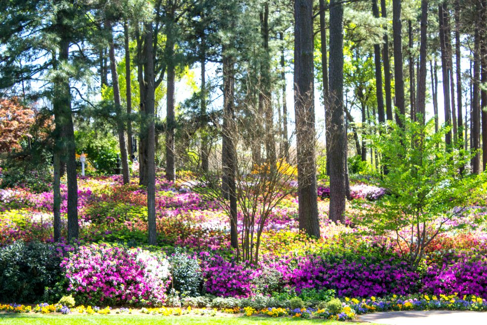 Raleigh, United states, Scape