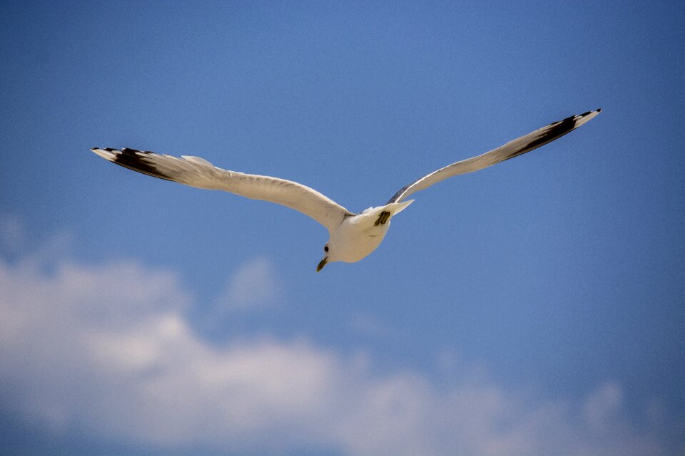 Water bird flying sea
