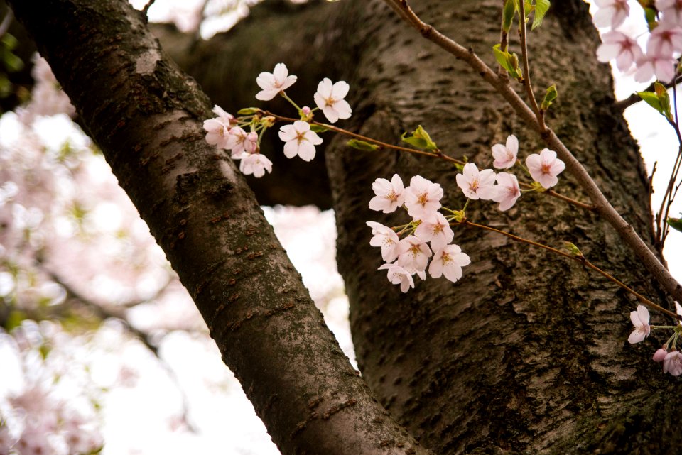 High park, Toronto, Pink