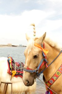 Qinghai lake, China, Horse photo