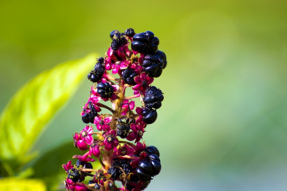 Flower bud nature