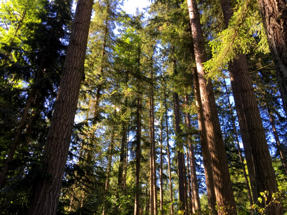 Woods, Washington, Pnw