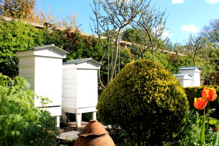 York, United kingdom, Garden