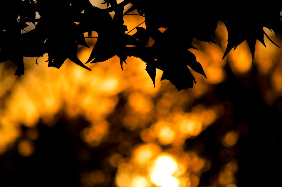 Sunset, Silhouette, Trees