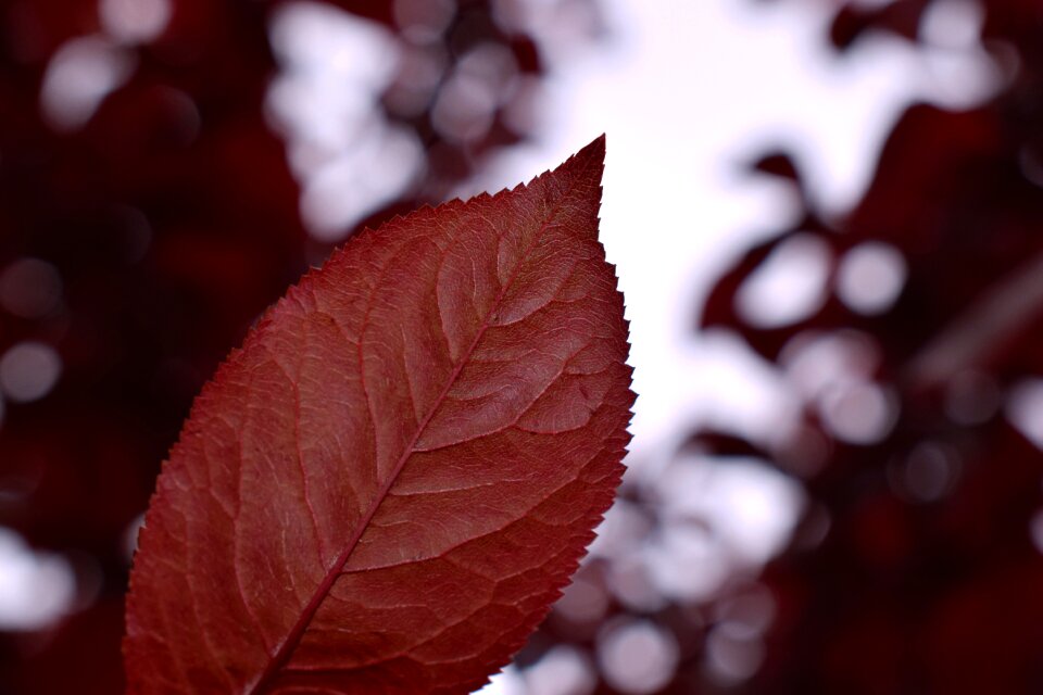 Red macrophoto macro