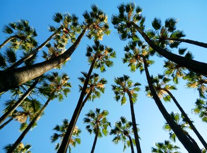 Palms malaga costa del sol photo