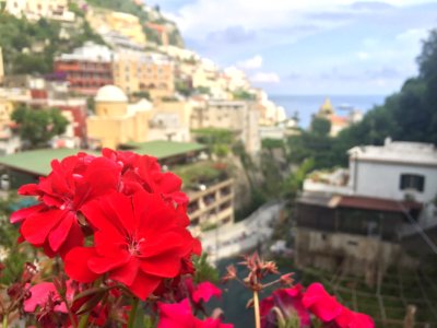 Positano, Flowers, Amalfi coast photo