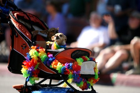 Caleb laieski, Ride, Stroller photo