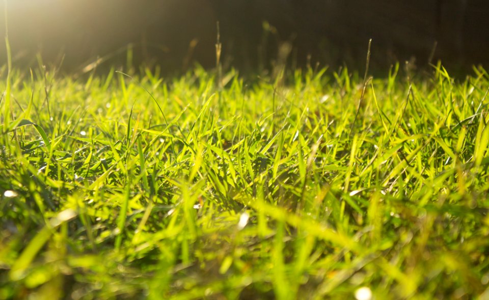 Green, Grass