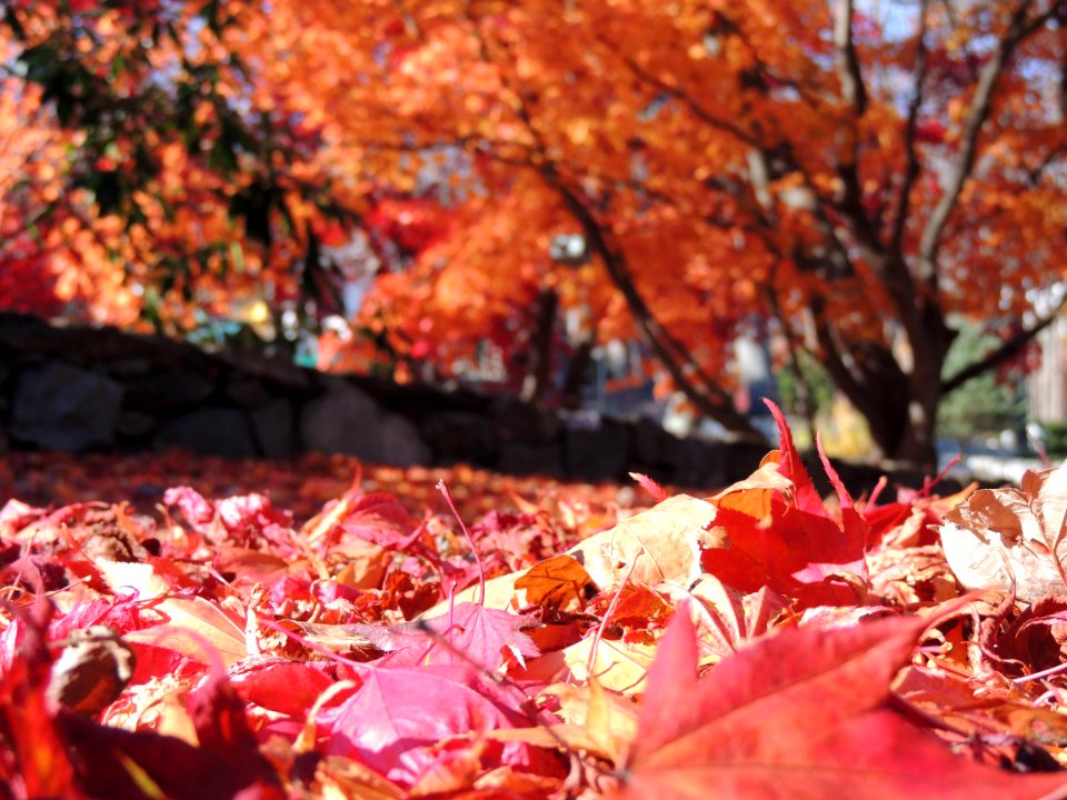 Danbury, United states, Autumn