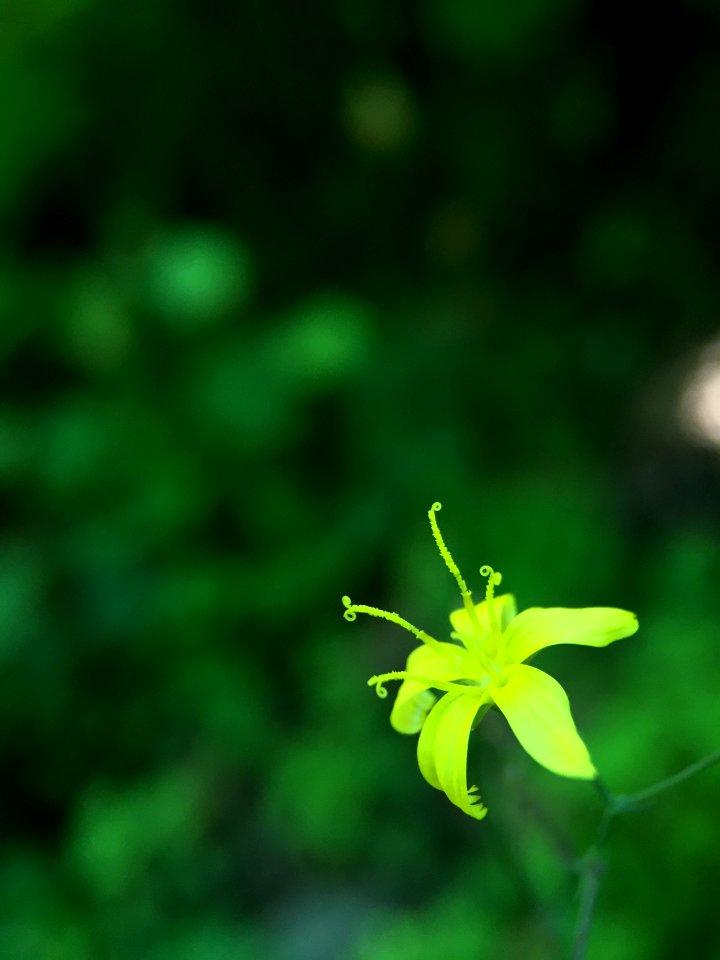 Portl, United states, Petals