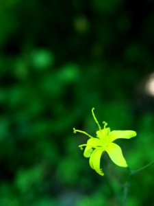 Portl, United states, Petals