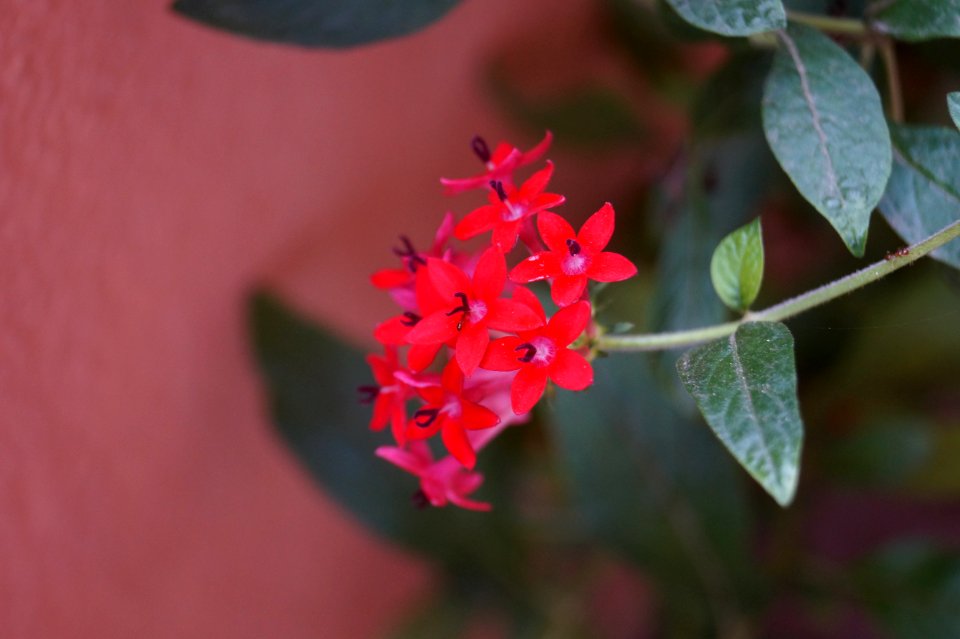 Wallpaper, Flower