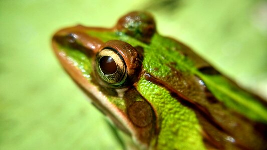 Frog green macro photo