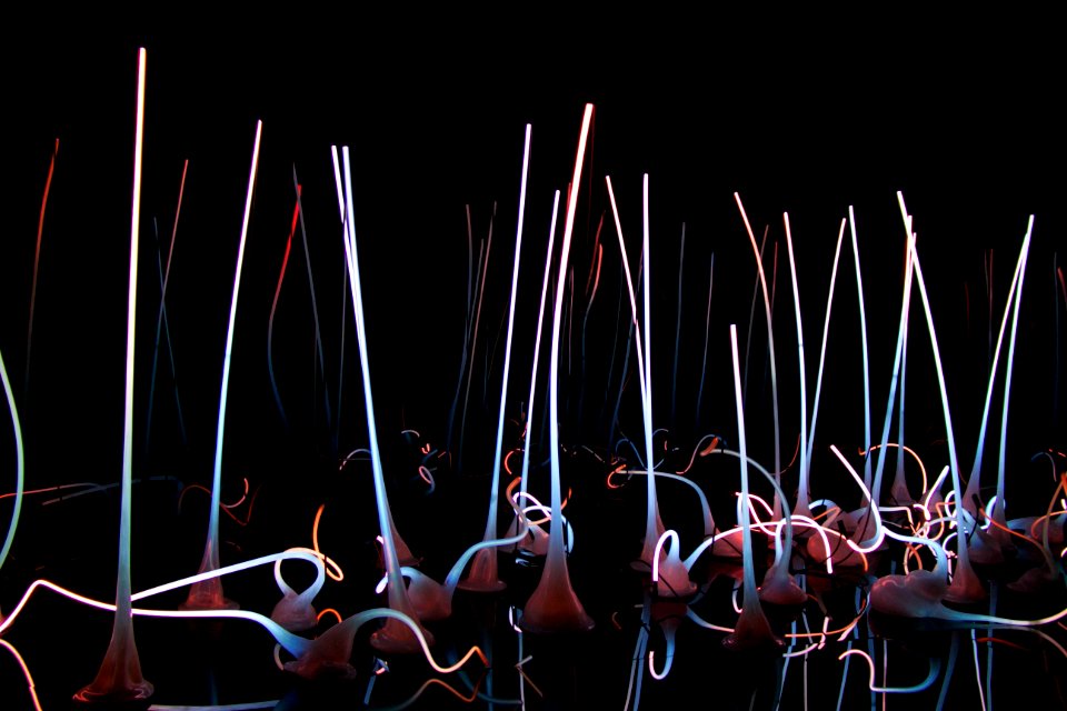 Chihuly garden, Glass, Seattle