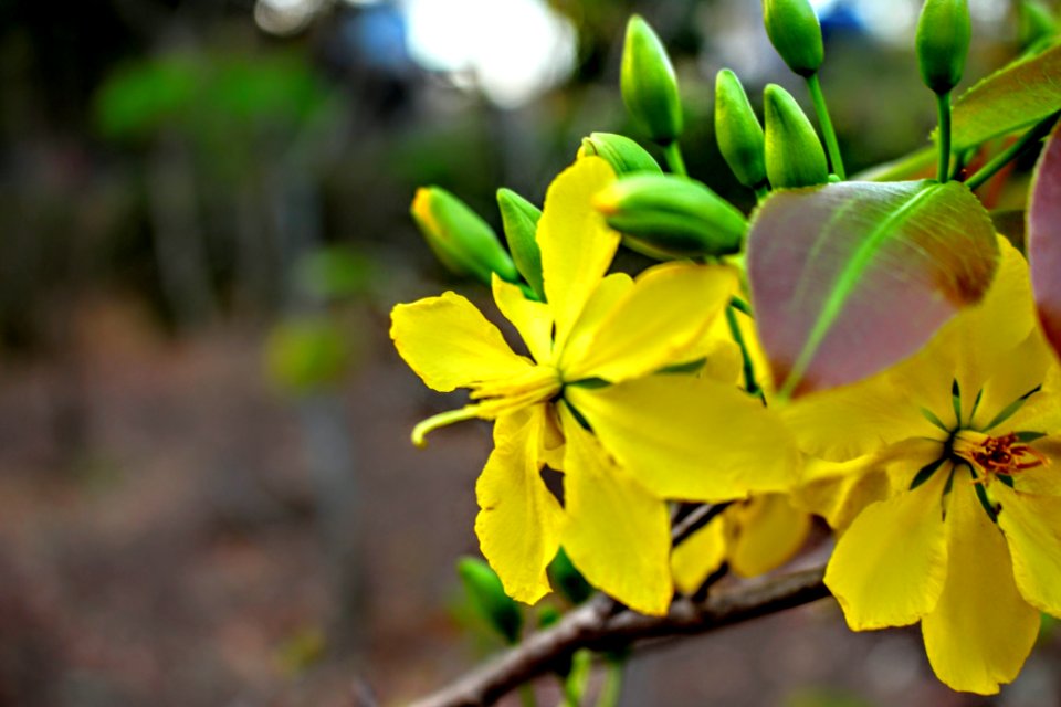 Vietnam, Ng ph, Hoamai