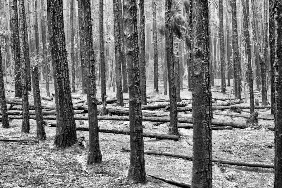 Batatais, Brazil, Wood
