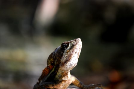 Quintana roo, Mexico, Rainforest