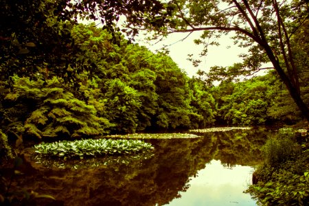 Japan, Meiji jingu, Shibuyaku photo