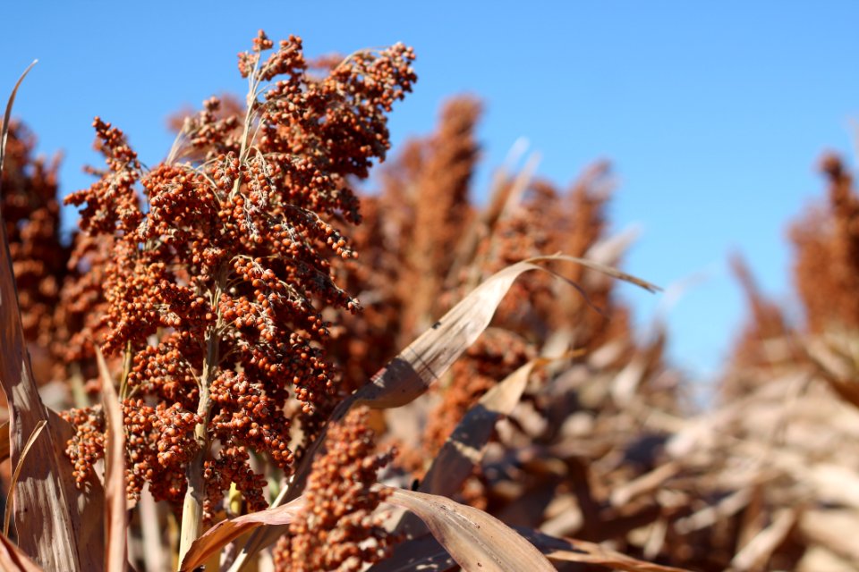 Plant, Harvest, Sorghum