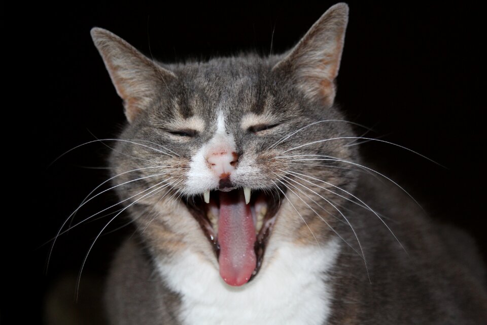 Cord hair cat face yawn