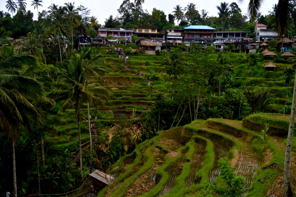 Ubud, Indonesia, Agriculture