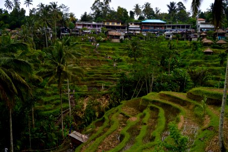 Ubud, Indonesia, Agriculture photo