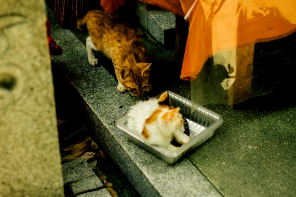 Japan, Fushimi inari taisha, Ky to shi