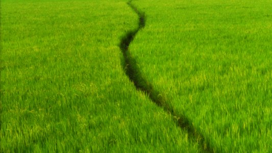 Green, Grass, Field