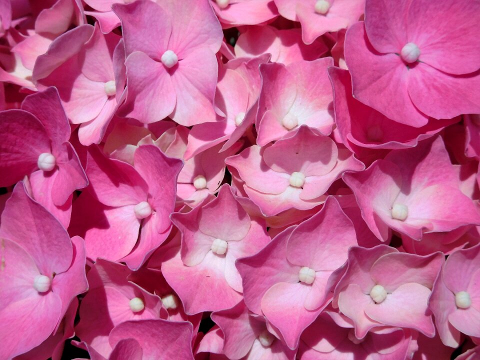 Spring easter flower pink
