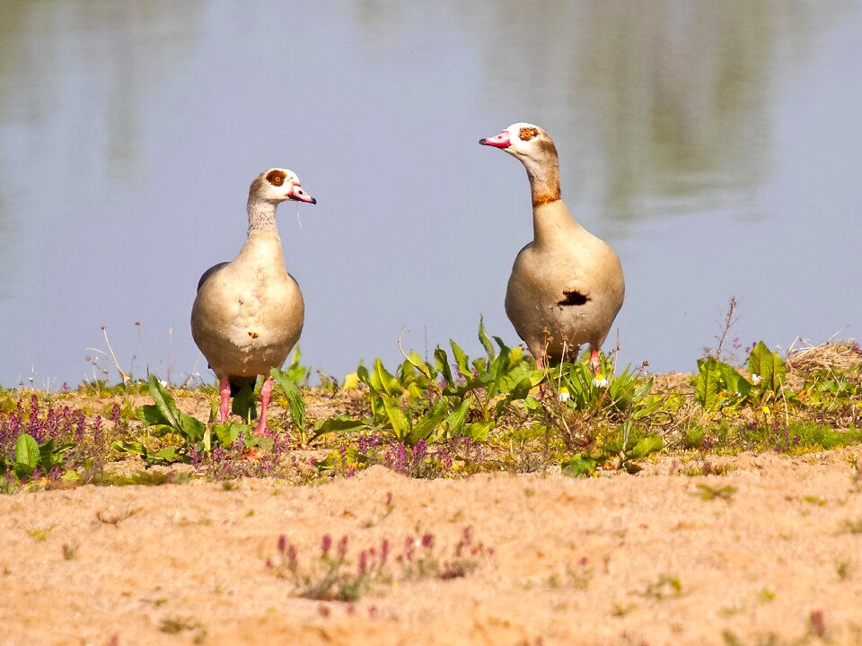 Water bird nature animal