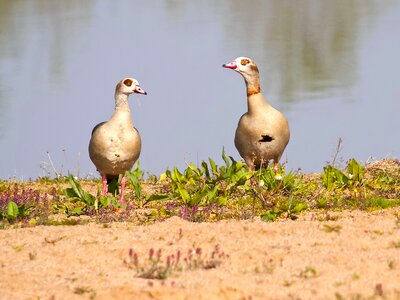 Water bird nature animal