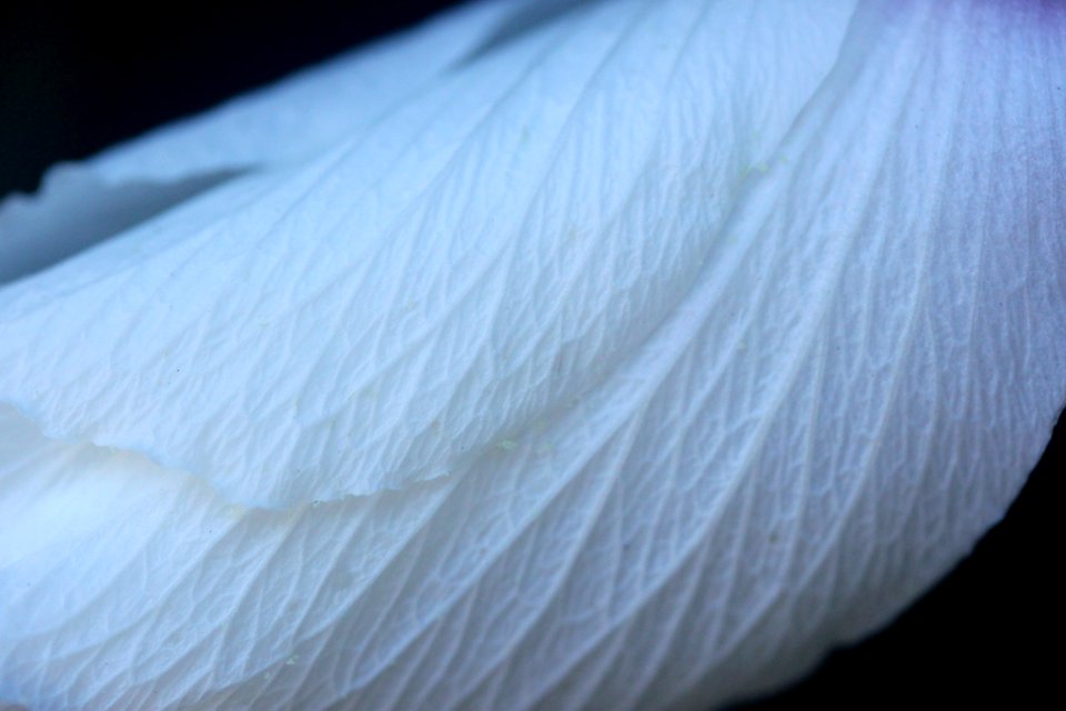 Petals, Veins, Nature