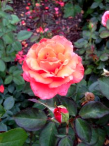 Chicago botanic garden, Glencoe, United states