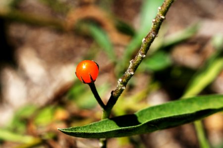 Fullerton, United states, Garden