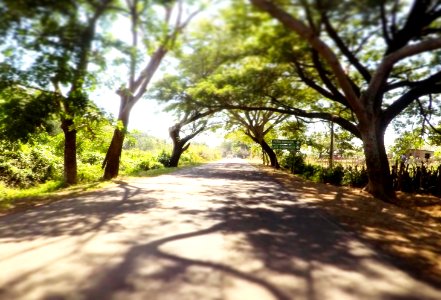 Road, Trees
