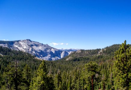 Yosemite national park, United states, Forest