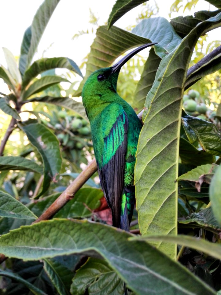 Wellington, South africa