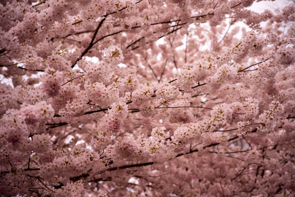 High park, Toronto, Canada