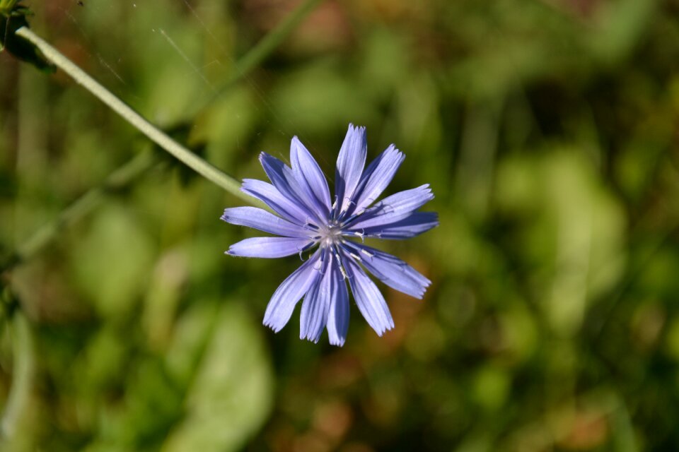 Violet spring wild flower
