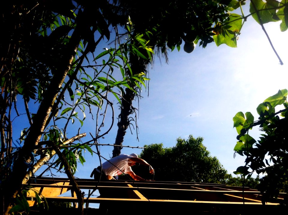 Guatemala, San raymundo, Trees