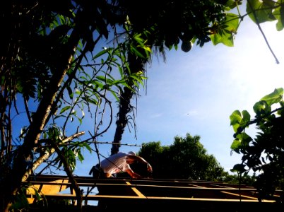 Guatemala, San raymundo, Trees