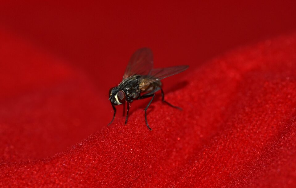 Wing insect close up photo