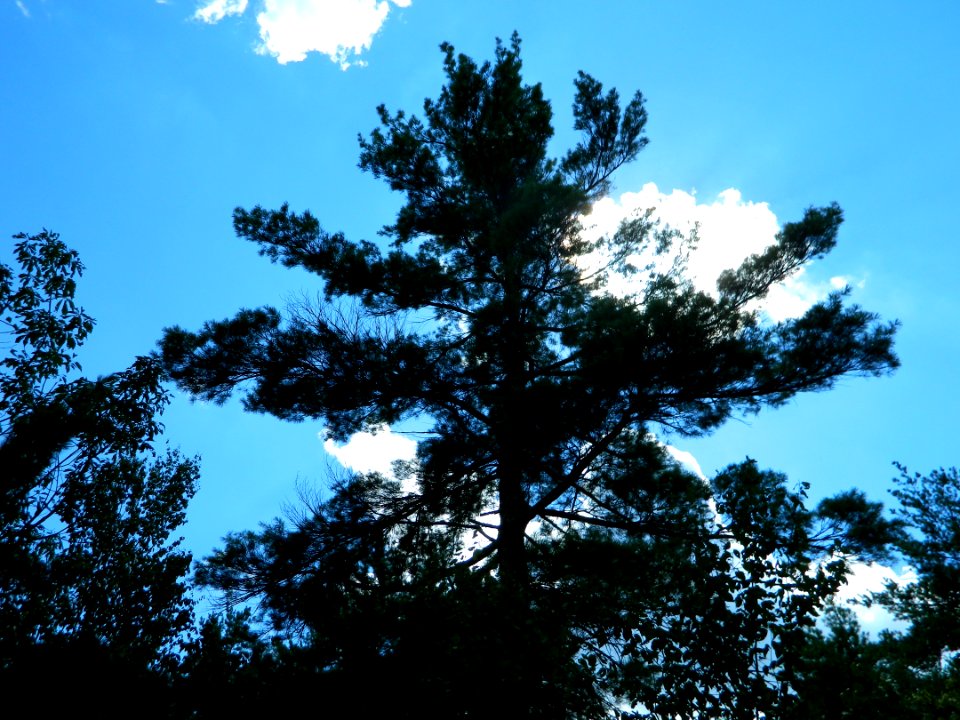 Massachusetts, United states, Trees aky clouds blue