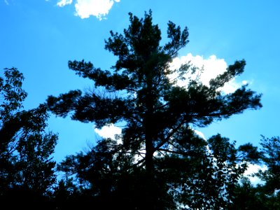 Massachusetts, United states, Trees aky clouds blue photo